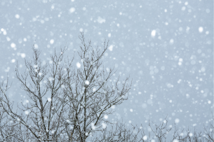 Snow falls on a bare tree.